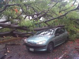 Conductor se salva de milagro tras caer un árbol sobre su auto