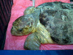 Rescatan a una tortuga carey y a garrobo al norte de Honduras