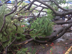 Conductor se salva de milagro tras caer un árbol sobre su auto