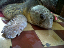 Rescatan a una tortuga carey y a garrobo al norte de Honduras