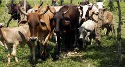 Entran a un potrero y se roban 38 vacas