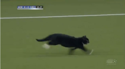 VIDEO: Gato se roba el show durante Heracles-Groningen
