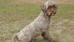 Abandonan a perro por tener cara de humano