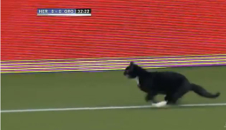 VIDEO: Gato se roba el show durante Heracles-Groningen