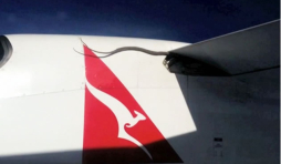 Serpiente de 3 metros vuela tres horas en el ala de un avión