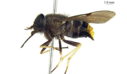 Beyoncé da su nombre a un tábano nalgudo