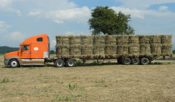 Promueven el cultivo de Bio-G para generar biomasa en Honduras