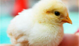 Gallina da a luz a un polluelo sin poner huevo en Sri Lanka