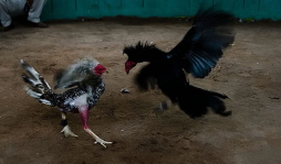 Peleas de gallos, tradición que apasiona a los nicaragüenses