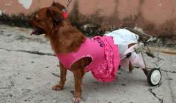 Caninos cambiaron patas por ruedas al quedar inválidos