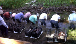 Buscan a productores para exportar malanga