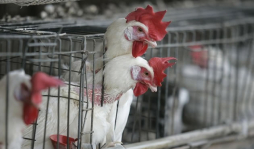 Millonarias pérdidas provoca gripe aviar