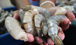 Empleados piden las camaroneras