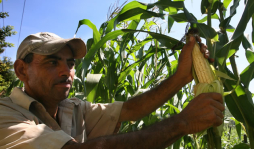 Disponibles fondos para la siembra