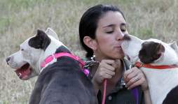 Pareja de sampedranos amansa a los mas feroces pitbulls