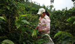 Exportación de café cae 5% en Honduras