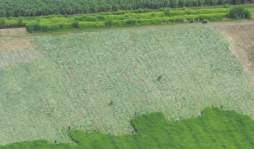 Invasores en San Manuel venden lotes a L10,000