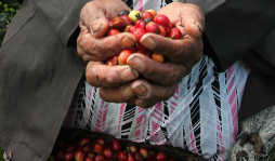 Compradores de café siguen llegando al país