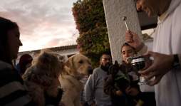 San Antón 'bendice” a las mascotas