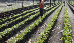 Analizan mercado mundial del cacao