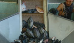 Tilapia exporta 18 millones de libras