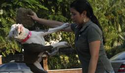 Pareja de sampedranos amansa a los mas feroces pitbulls