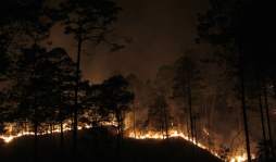 Llamas consumieron dos mil hectáreas de bosque