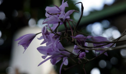 Conozca a don Jorge Rivera, el rey de las orquídeas en Honduras