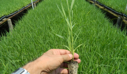 Promueven el cultivo de Bio-G para generar biomasa en Honduras