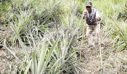 Aún sordo y ciego, don Domingo Guzmán, no deja de salir a sembrar