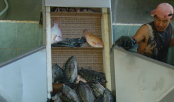 Honduras lidera las exportaciones de tilapia