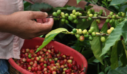 Se exporta más café pero a menor precio