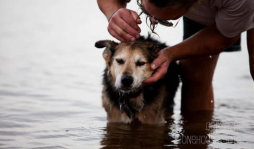 Foto en Facebook se hizo viral y le salvó la vida a un perro