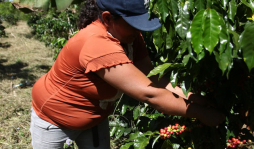 Café cierra un año de éxitos e inicia uno de duros retos