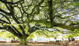 San Nicolás, una joya patepluma de Santa Bárbara