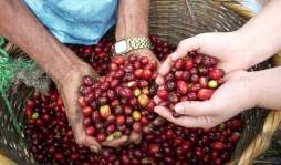 Las estafas y la roya se ensañan con cafetaleros