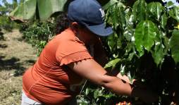 Las estafas y la roya se ensañan con cafetaleros