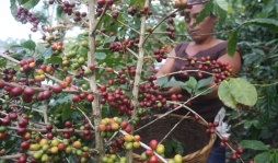 Ventas de café hondureño en lo que va de año suman 640 millones de dólares