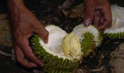 Las frutas prohibidas de Lancetilla