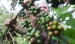 Ingresos por café bajarán 40%