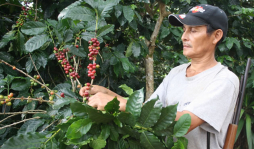 Exportación de café en Latinoamérica crecen 11%