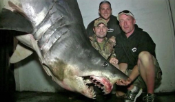 Capturan enorme tiburón de 1,323 libras