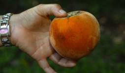 Las frutas prohibidas de Lancetilla