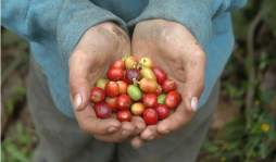 Las estafas y la roya se ensañan con cafetaleros