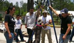 Pareja de sampedranos amansa a los mas feroces pitbulls