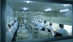 Promueven el cultivo de Bio-G para generar biomasa en Honduras