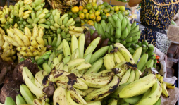 Menor arancel al banano hondureño