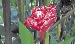 Cultivan el Edén en el patio de su hogar