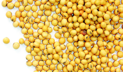 Agricultores piden impulsar cultivo de soya