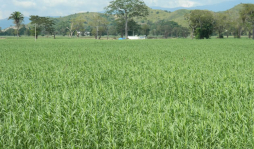 Promueven el cultivo de Bio-G para generar biomasa en Honduras